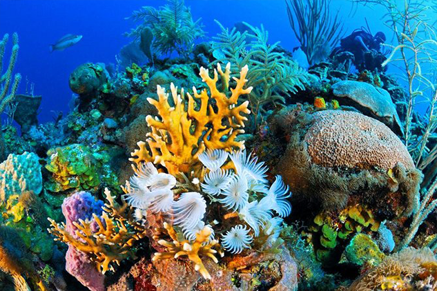 Ras Mohammed National Park is one of the top attractions in Sharm el Sheikh. With beautiful dive sites and plenty of activities to enjoy on land, this park should be at the top of your list!